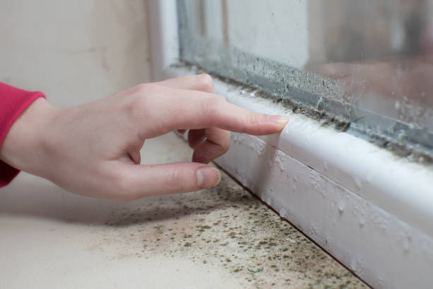 Best Comprehensive Air Testing for Mold Contaminants  in Cody, WY
